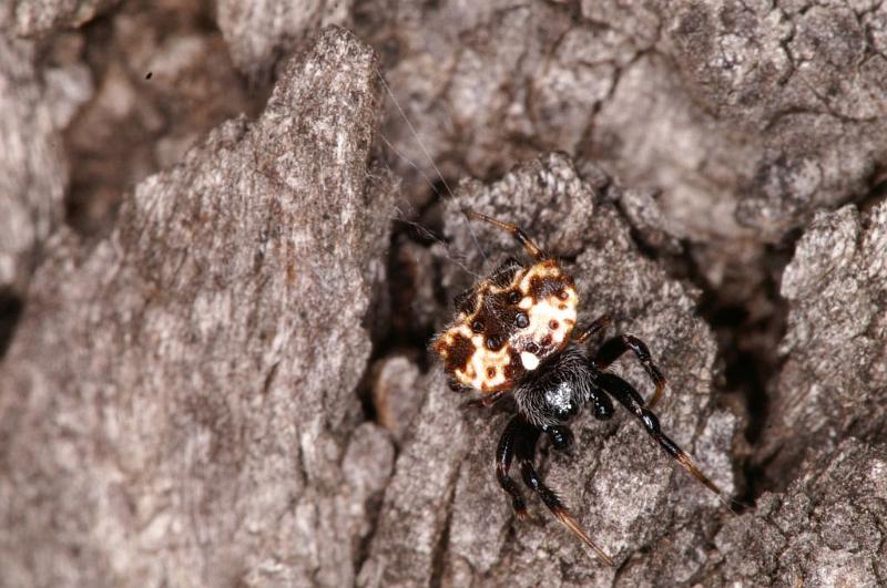 Araneus_ZZ411_D5529_Z_91_Lake Broadwater_Australie.jpg